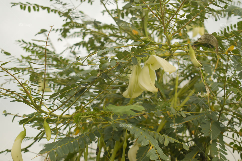 white flower