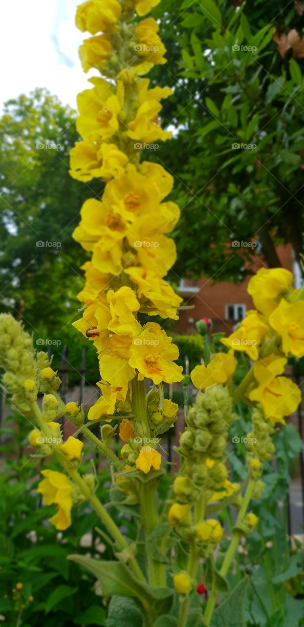 Beautiful flowers