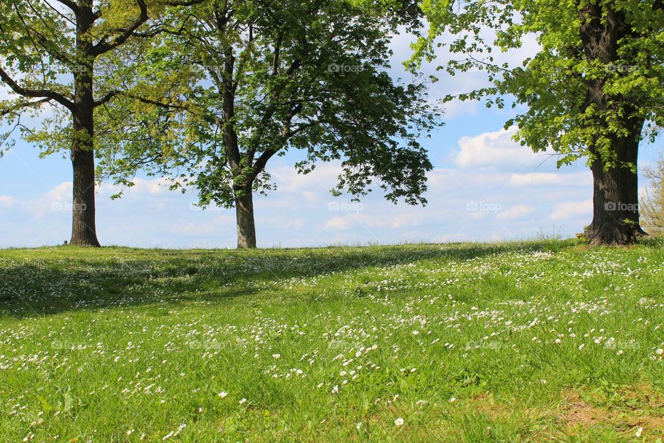 A view of a meadow with blossoming daisy flowers and lush vegetation in a city park