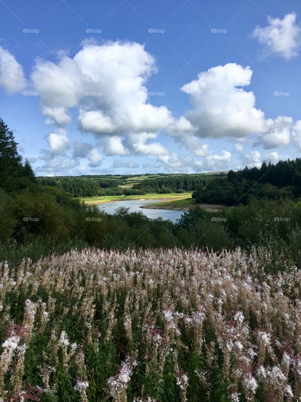 Whistland pound reservoir, Exmoor, North Devon. England. Low perspective on a summer day.