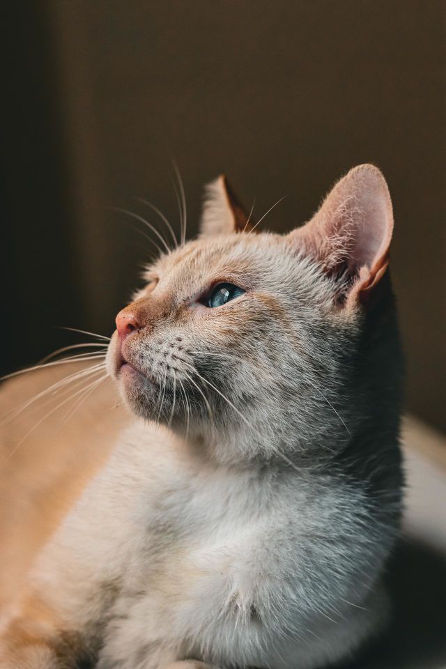 Hermoso gatito 
