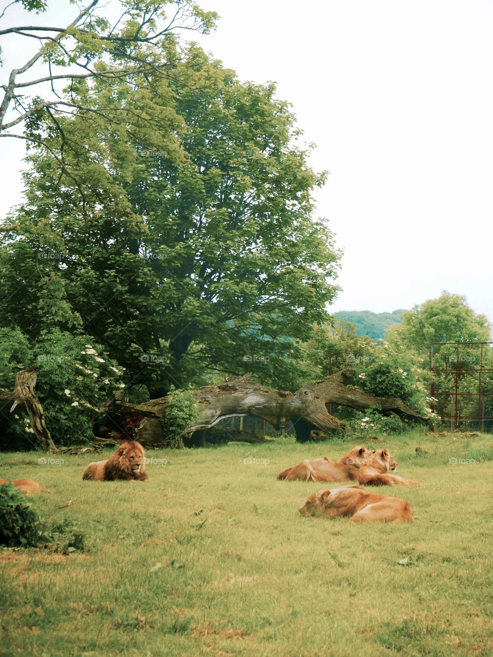 Lion and lionesses lying in the sun