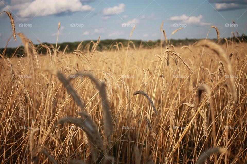 A wheat field on a summer day before harvest.