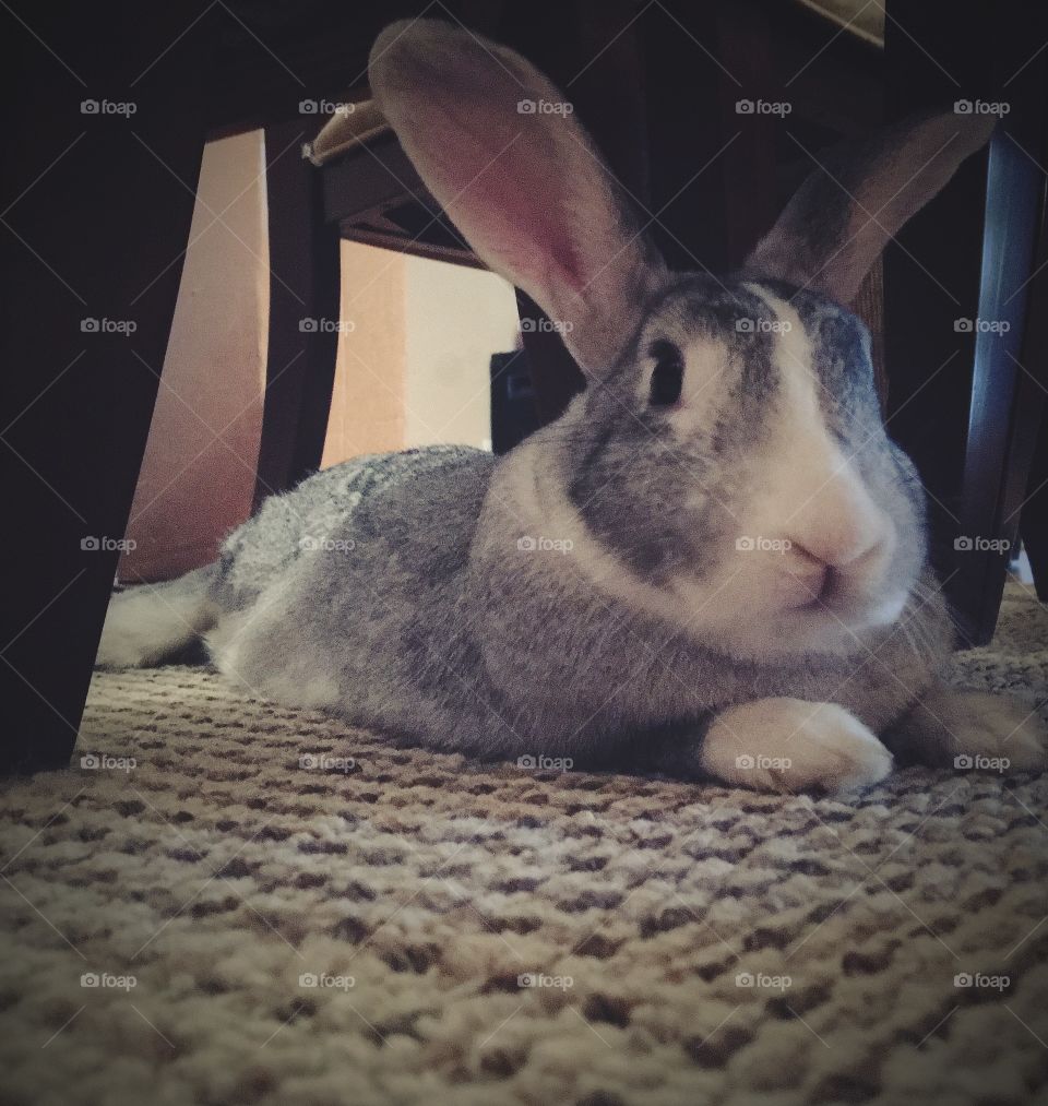 Rabbit sitting under table