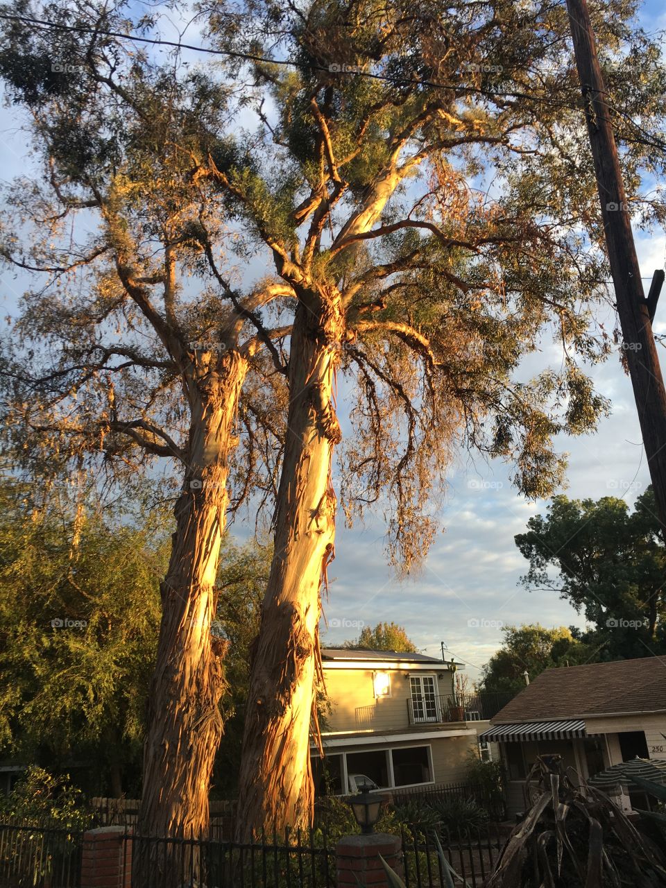Two trees in golden light. 