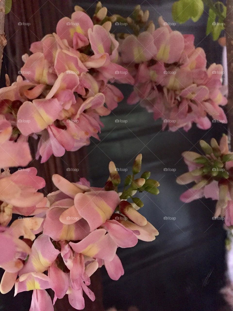 A beautiful bloom of pink flowers of a madre de cacao tree infront of the old and authentic mirror.