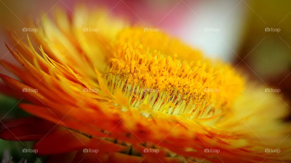 macro Blumenblüte