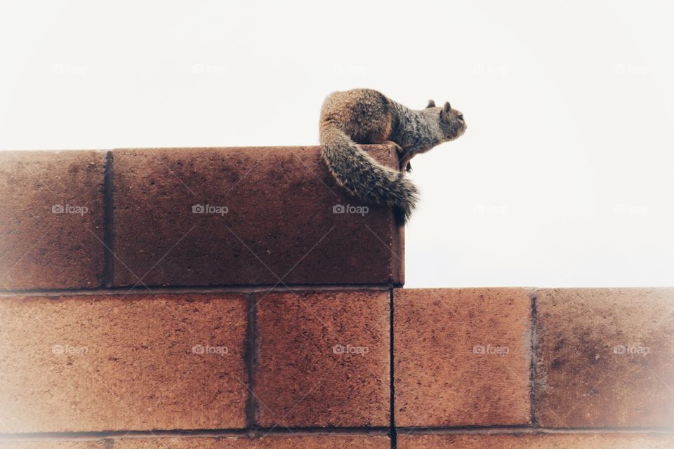 Squirrel on a brick fence looking over the landscape 