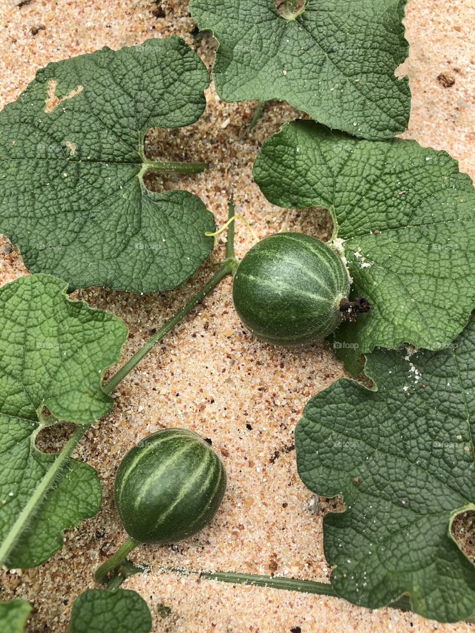 Plants around us, Countryside (Thailand)