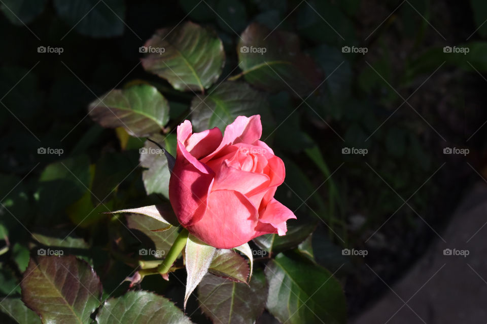Pink rose flower in the garden.