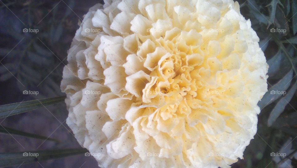 White Marigold flower