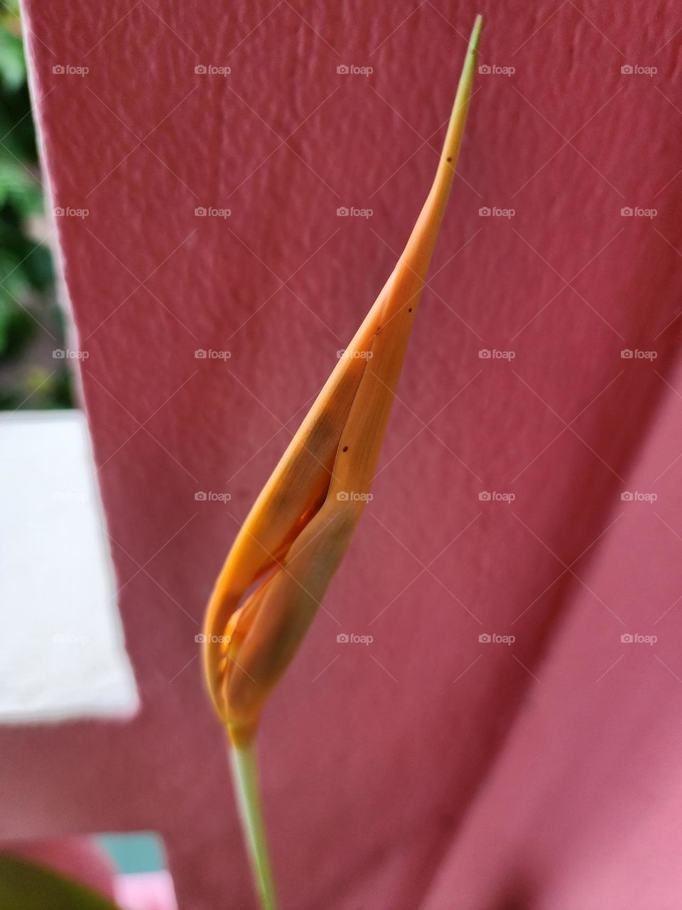 emerging lily petals