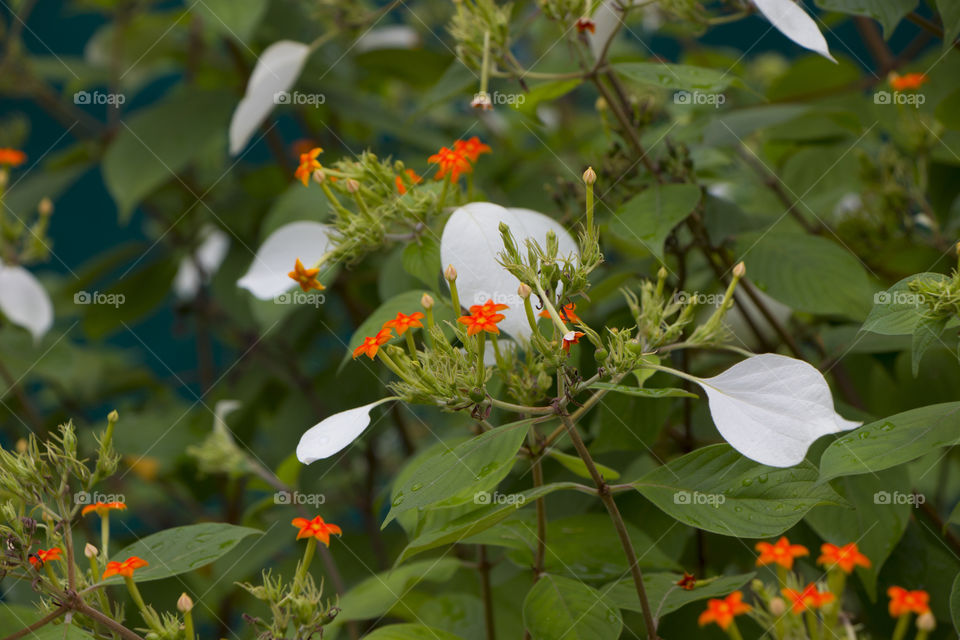 white and Green Leaves flower