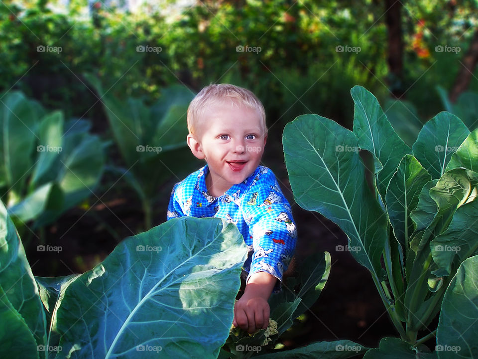 Boy in cabbage field 