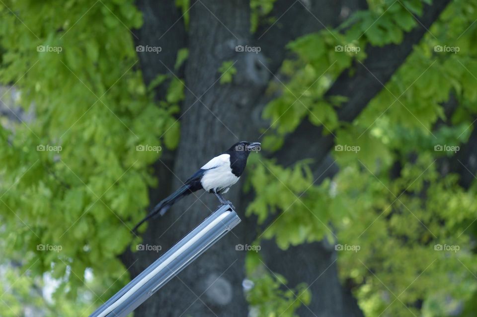 a magpie sits on a thin perch or lantern. in the background is a green tree.
