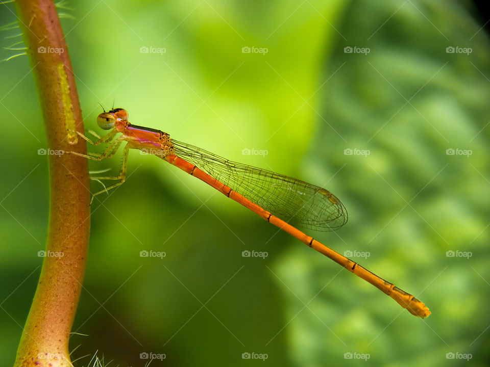 An orange damselfly perched on a grass.