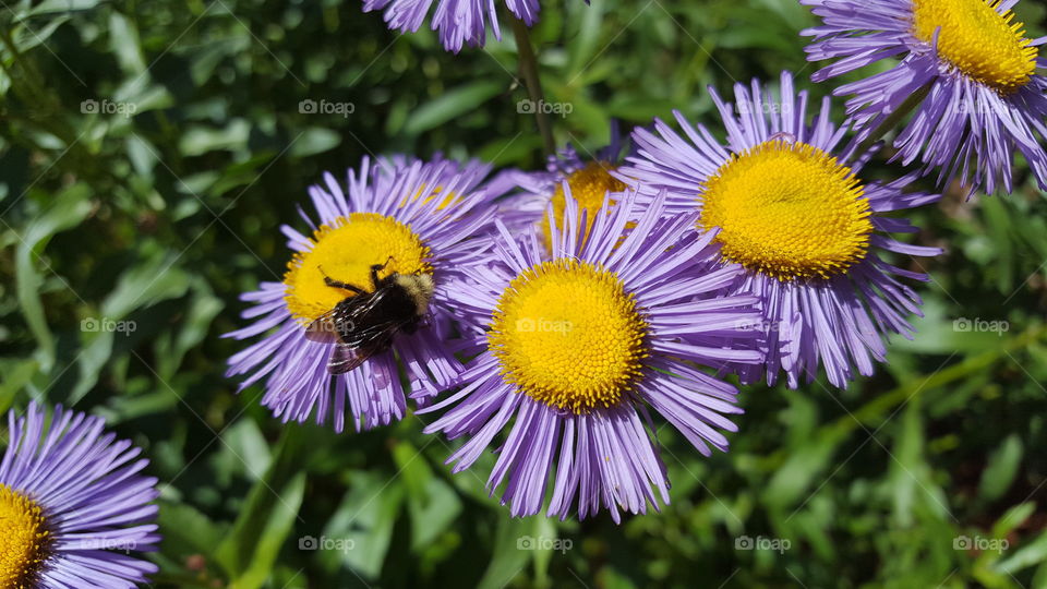 purple and bee