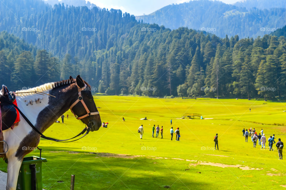 beautiful brown horse standing outdoors Brown horse standing in the green meadow in summer time against trees and mountains Green landscape in the midsummer, in a sunny day sports animal concept