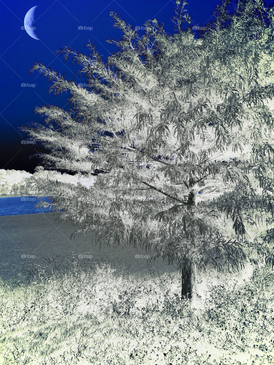 Cypress tree in moonlight
