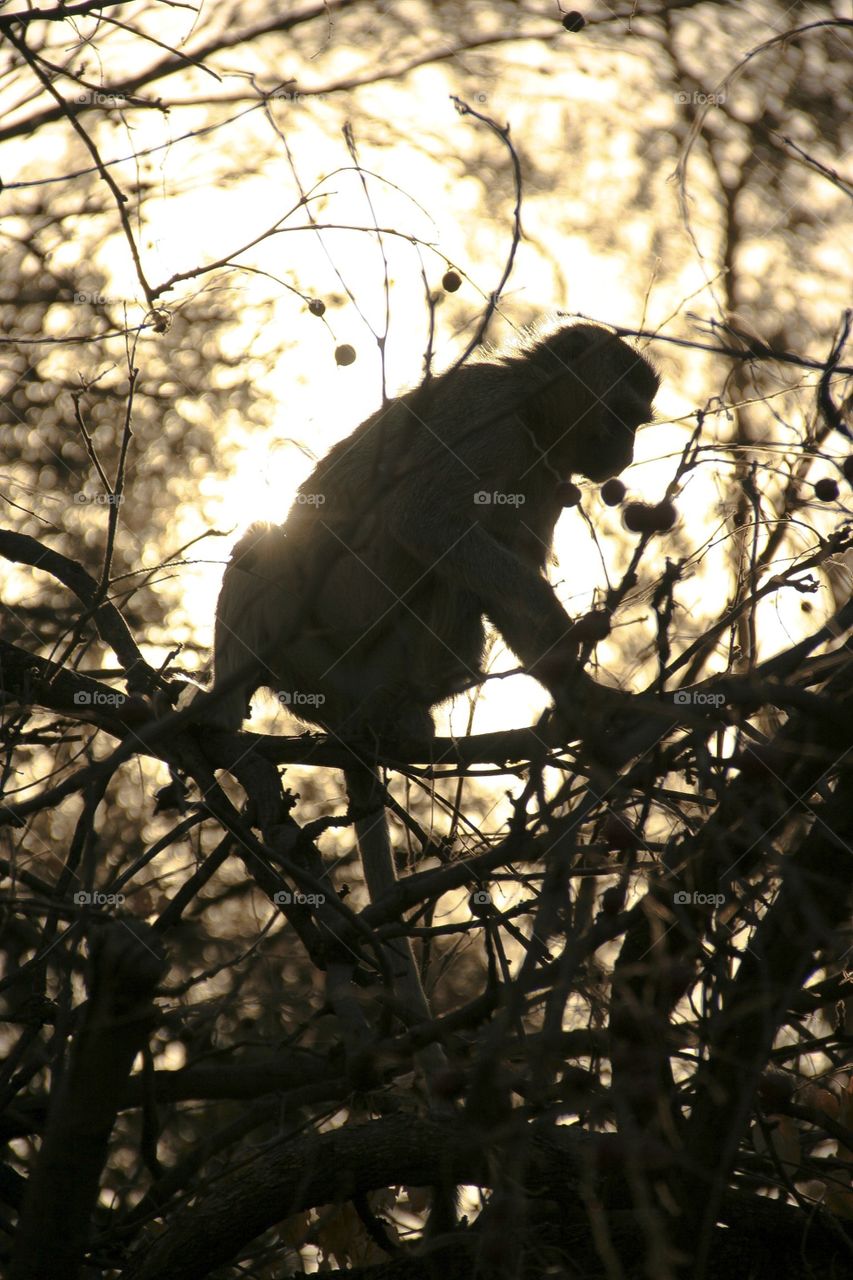 Shadows and silhouettes. This monkey’s silhouette was captured on one of our weekend trips