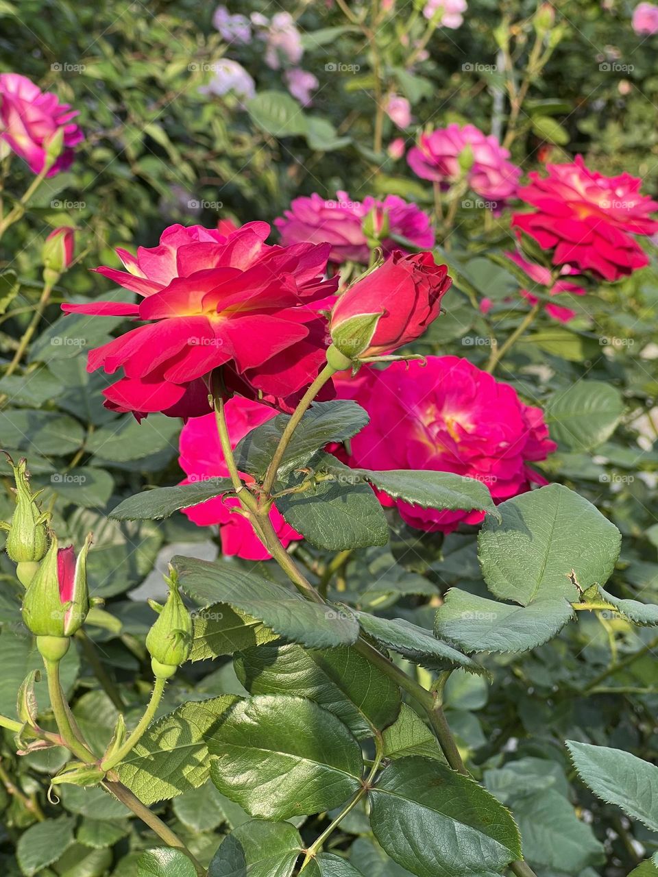 Pink roses in Yuanshan Flower Expo Park