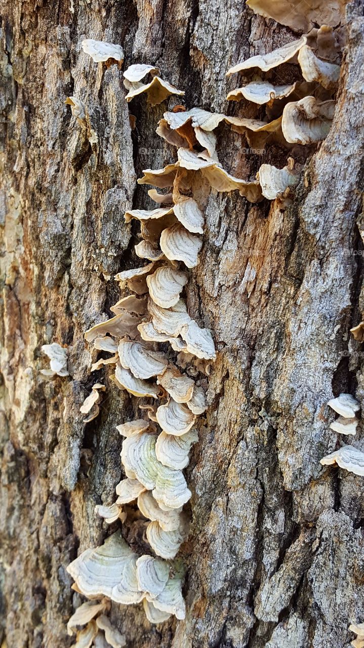 Interesting shelf mushrooms growing on a tree in our backyard.