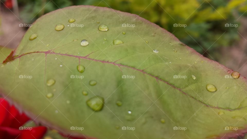 Rain drops on a leaf