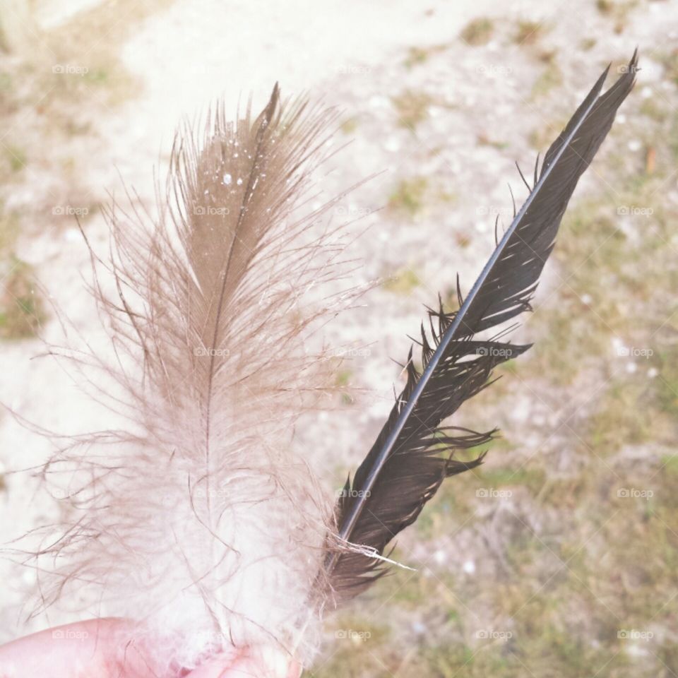 Nature, No Person, Feather, Bird, Outdoors