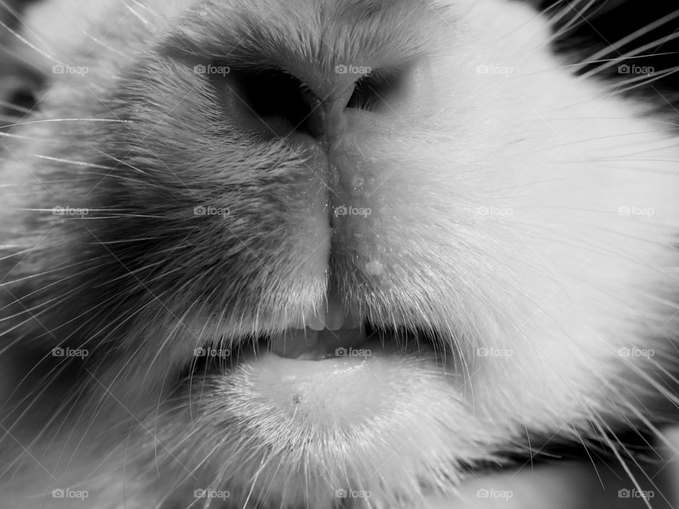 Close-up of cute bunny with its lovely tooth