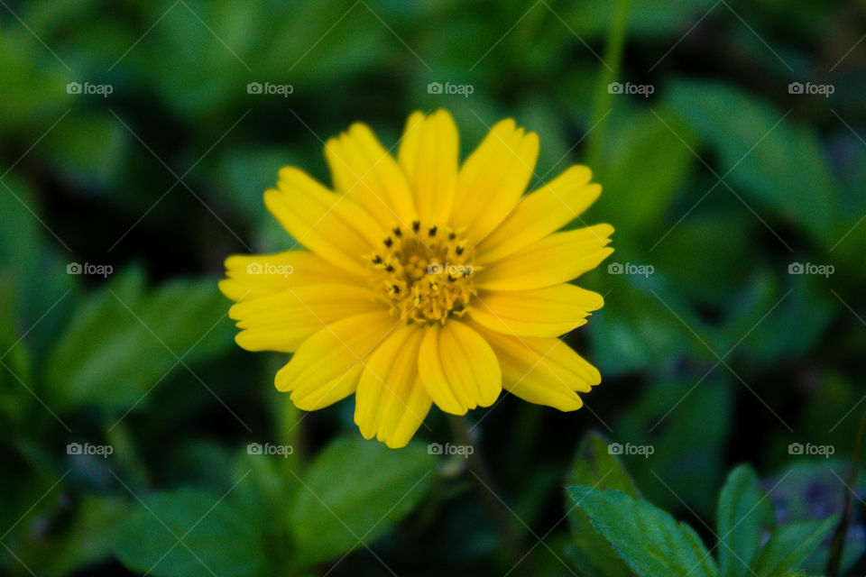 Yellow flower