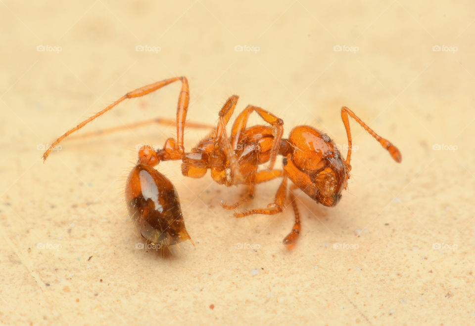 ant. Not revive dead