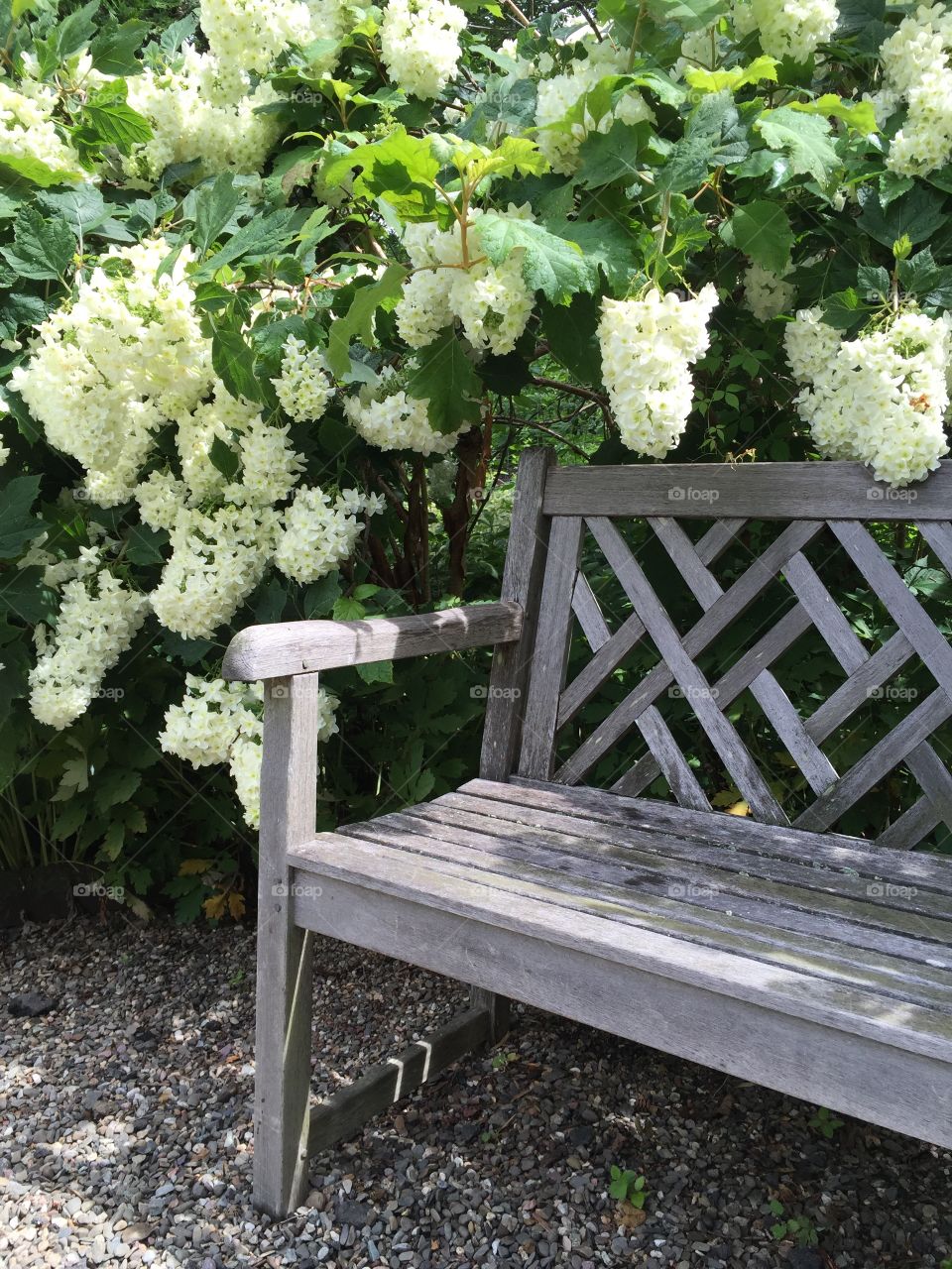Bench and flowers 