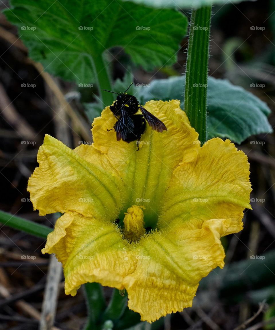 The Bombus atratus is a species of South American black bumble bee that plays an essential role in the pollination of the plants that are cultivated, as in this case the pumpkin squash.