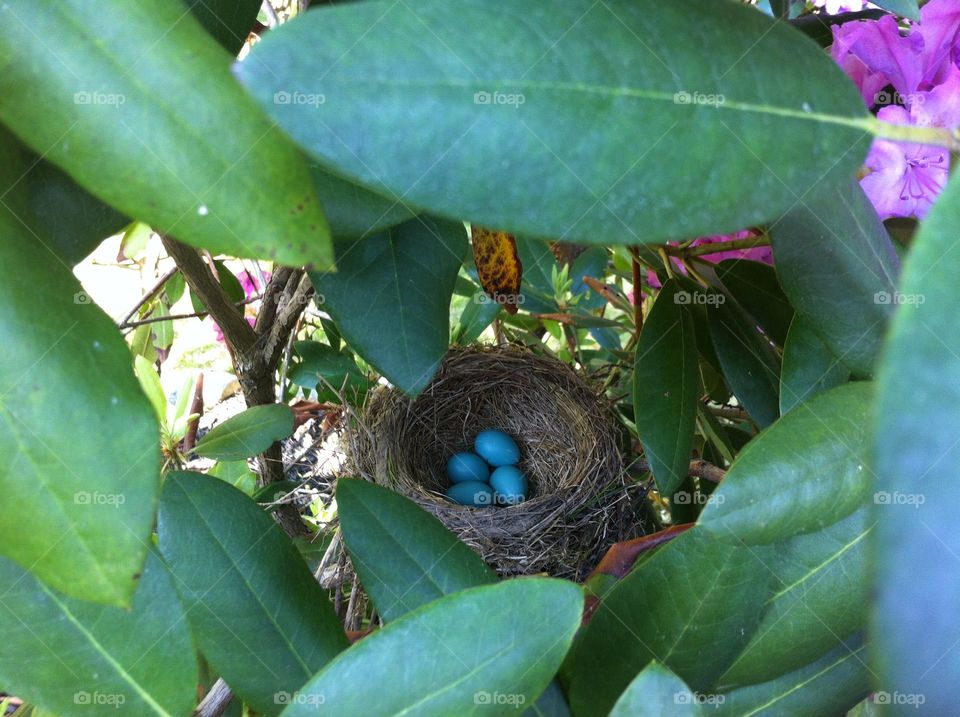 Spring time birds nest 