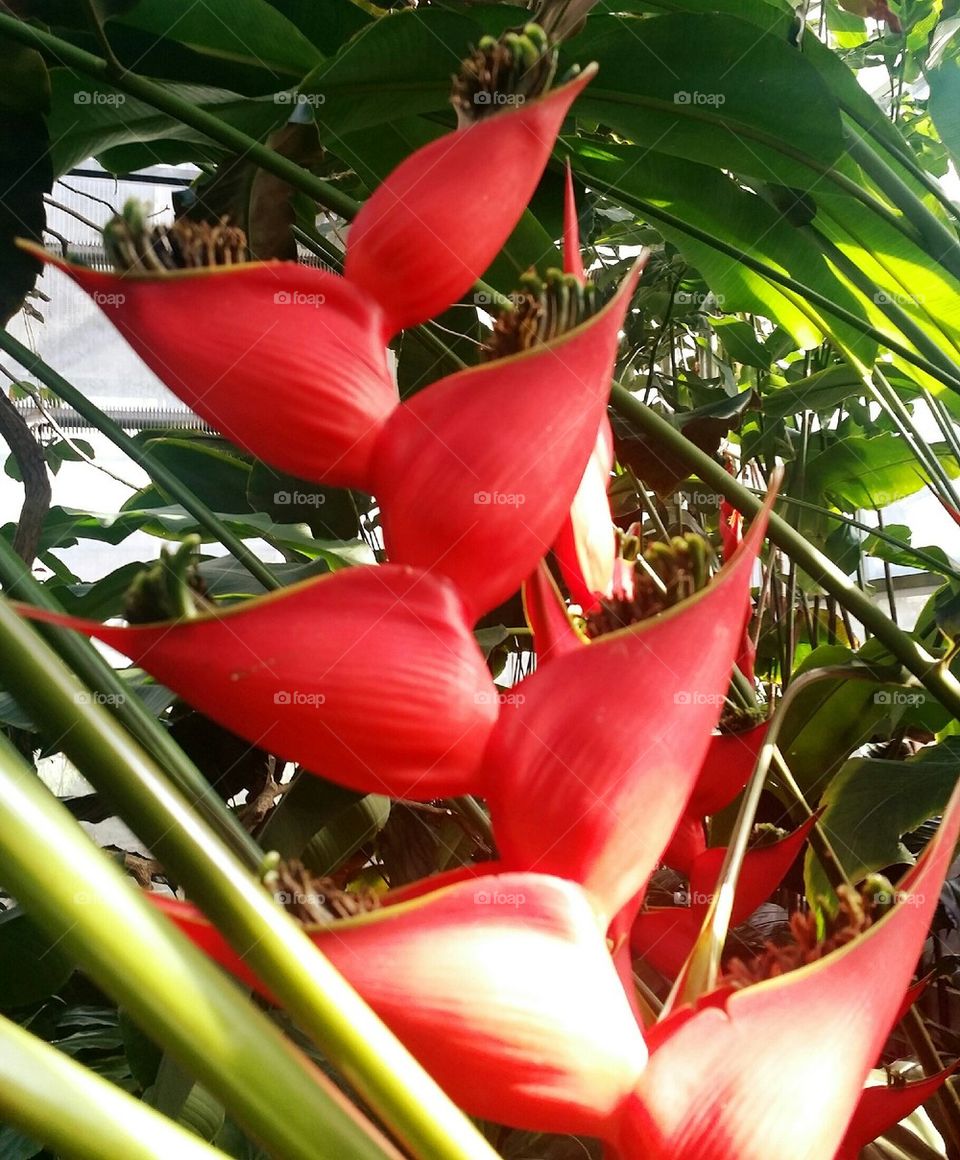 heliconia