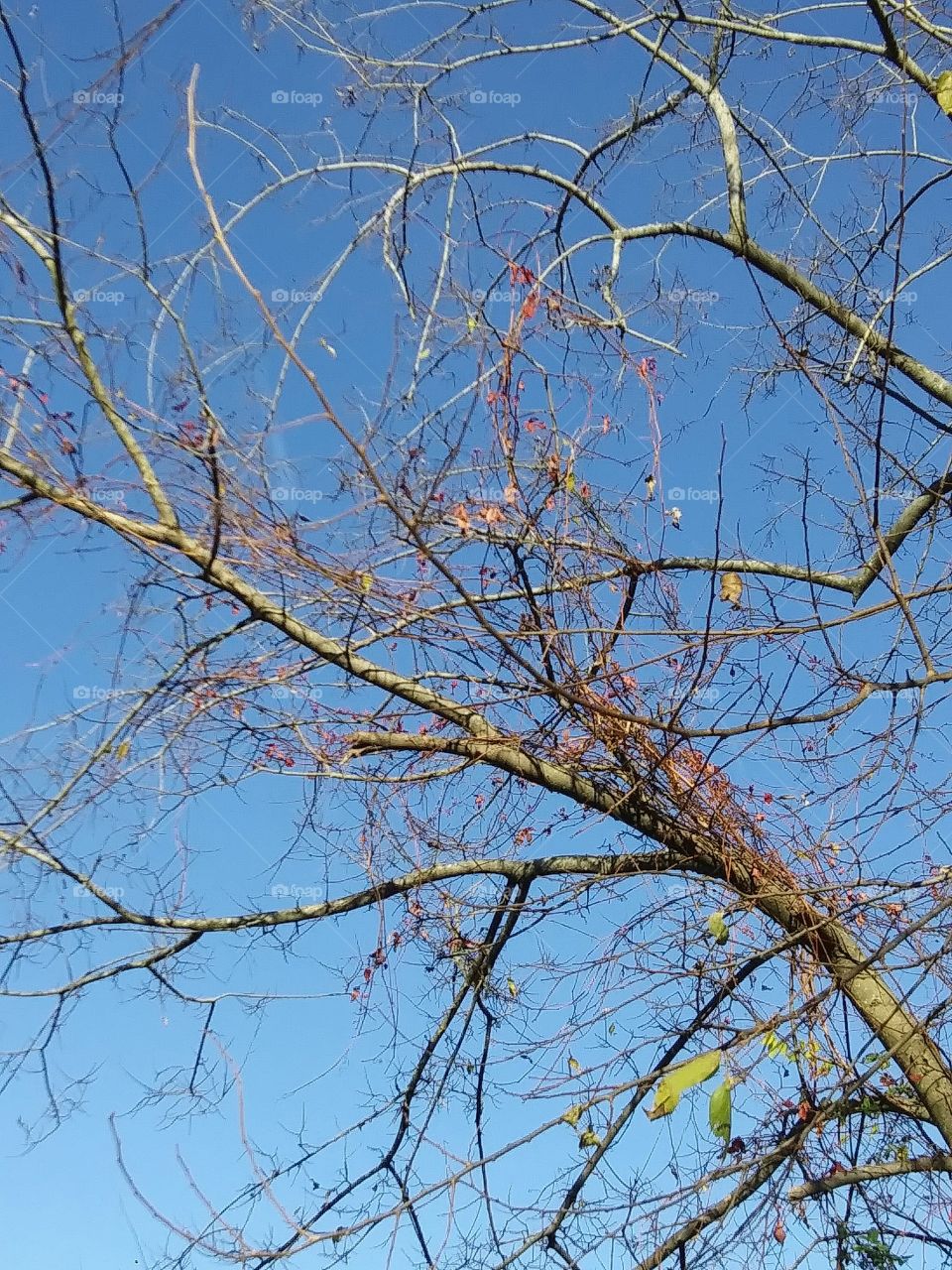 bare branches and blue sky