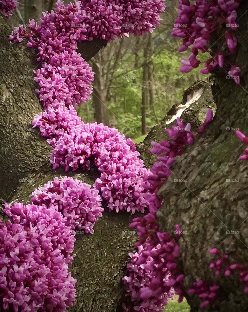 Glorious purple flowers covering the branches 