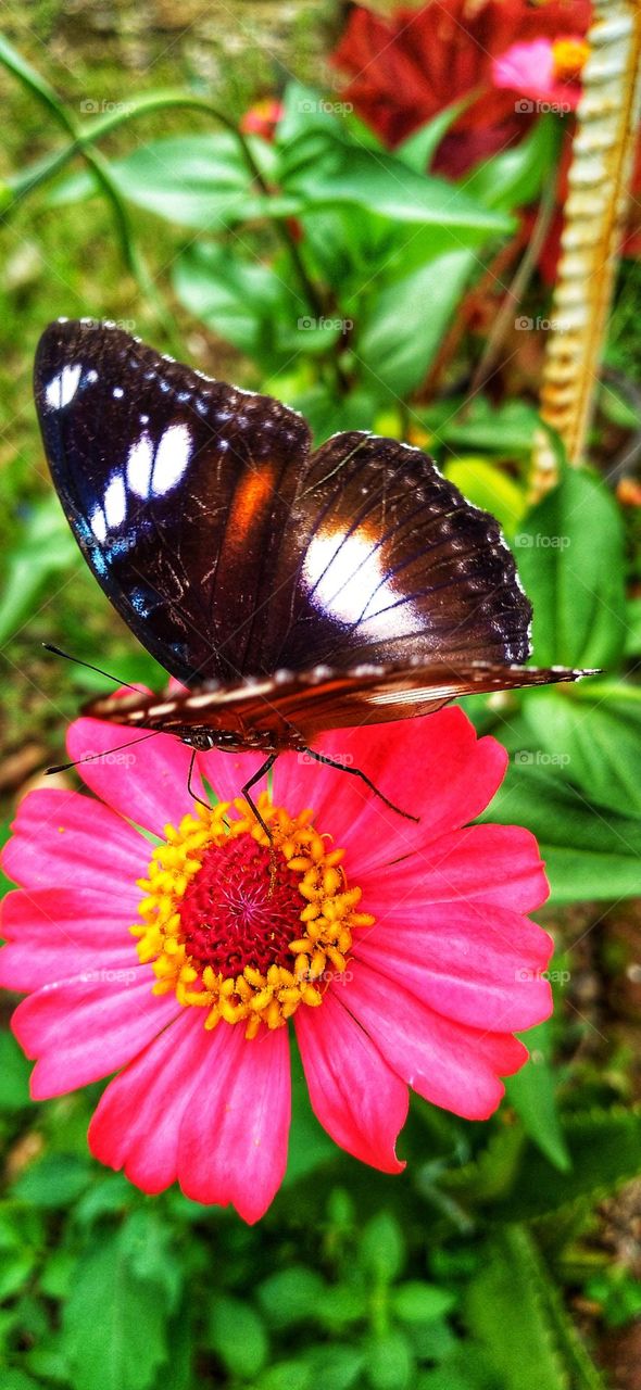 Beautiful butterfly perched on a blooming flower