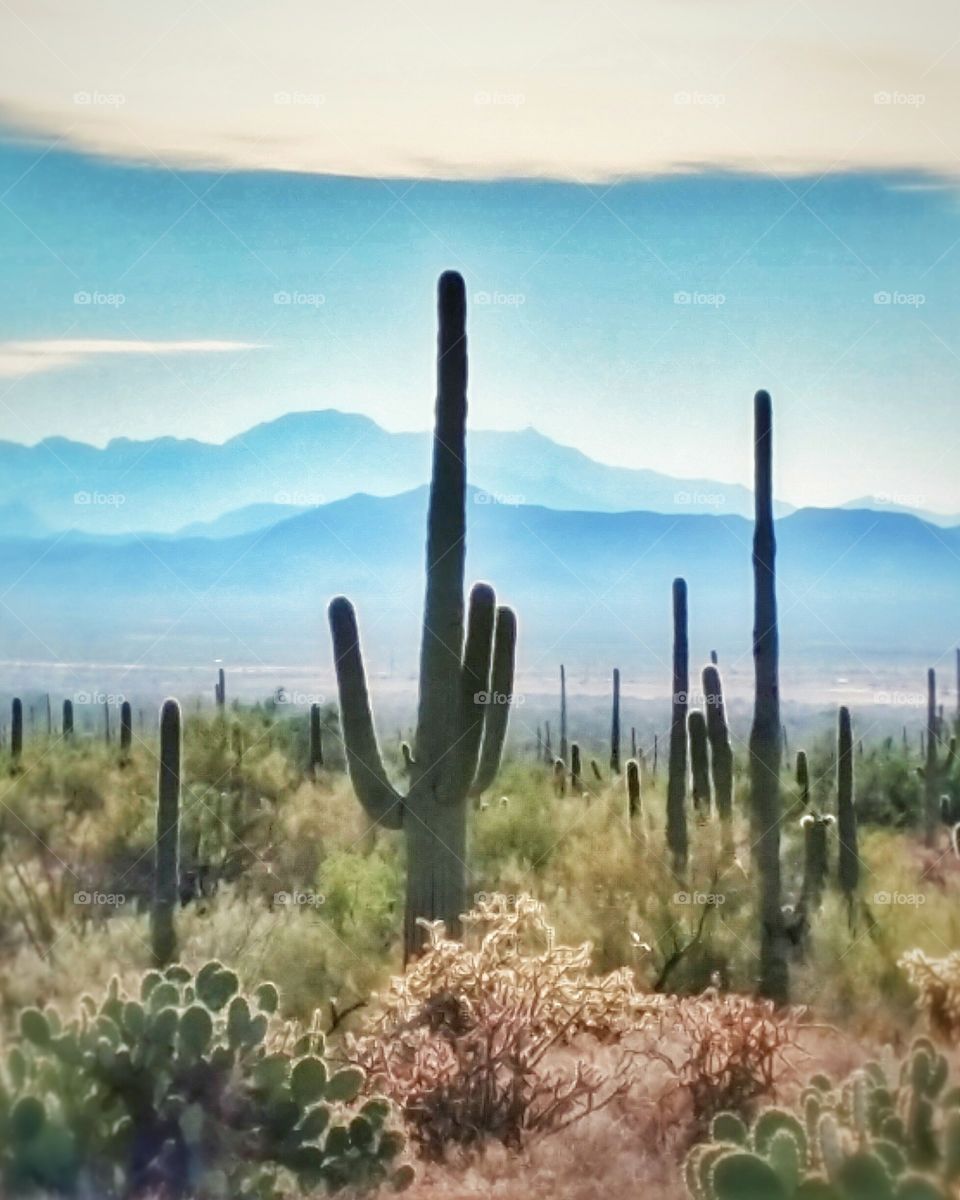 Saguaro National Park