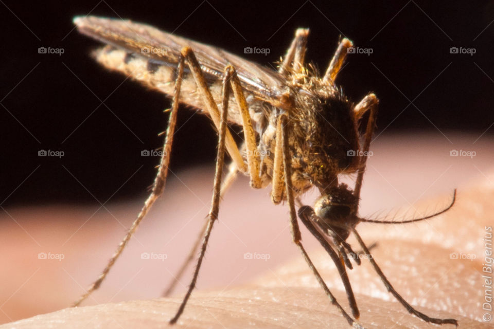 macro close-up mosquito blood sucker by bigenius