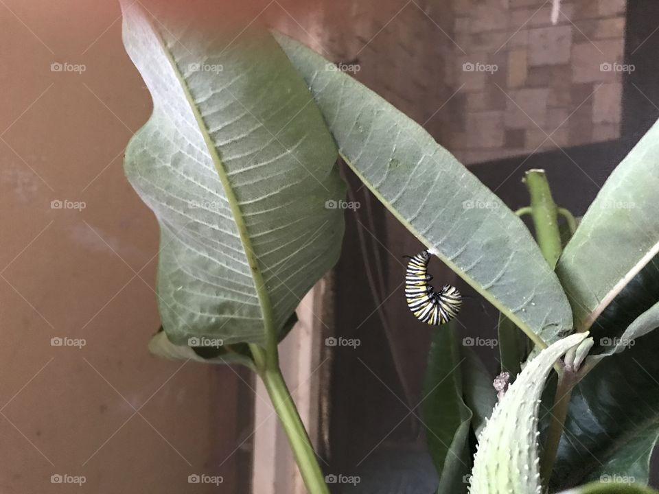 Monarch Caterpillar Hanging in a ‘J’