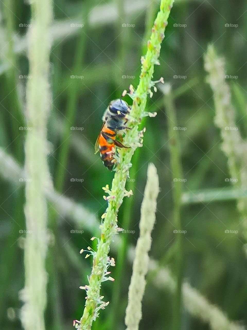 Bees need it's place to rest