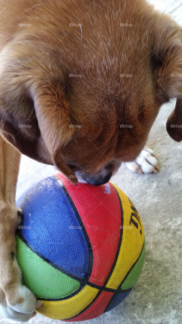 Brown boxer dog playing with colorful Spalding basketball