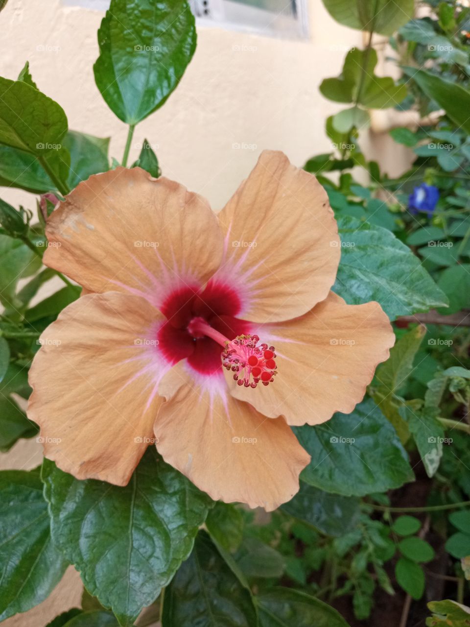 beautiful hibiscus🌺