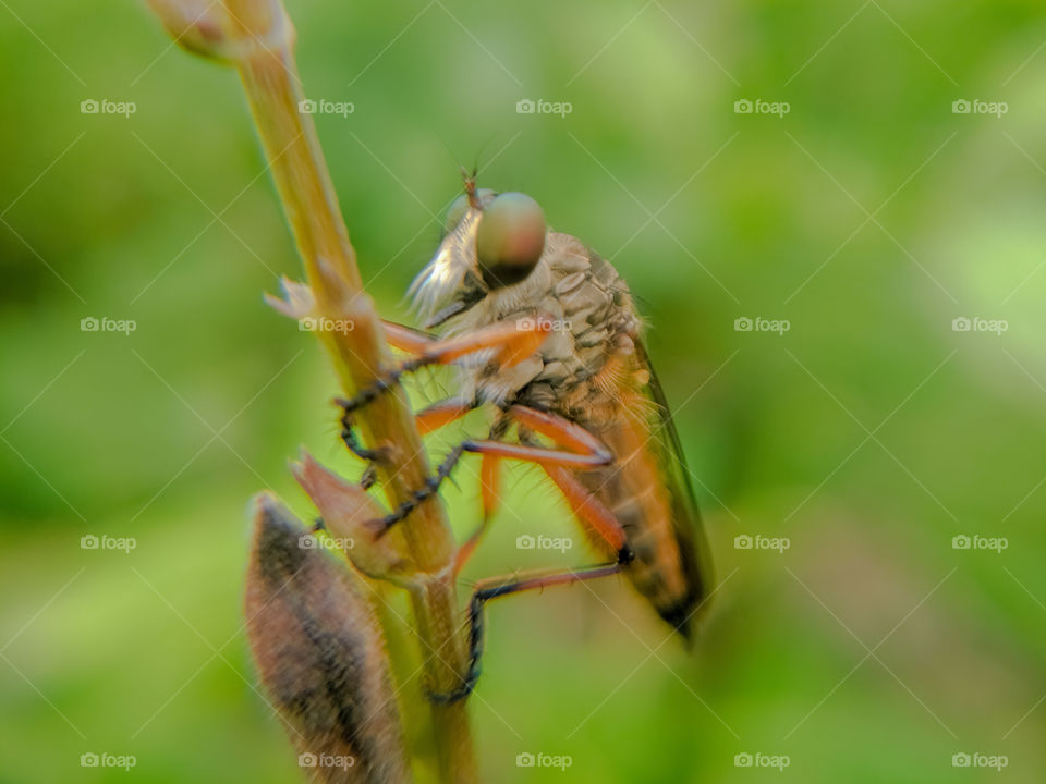 Robber fly