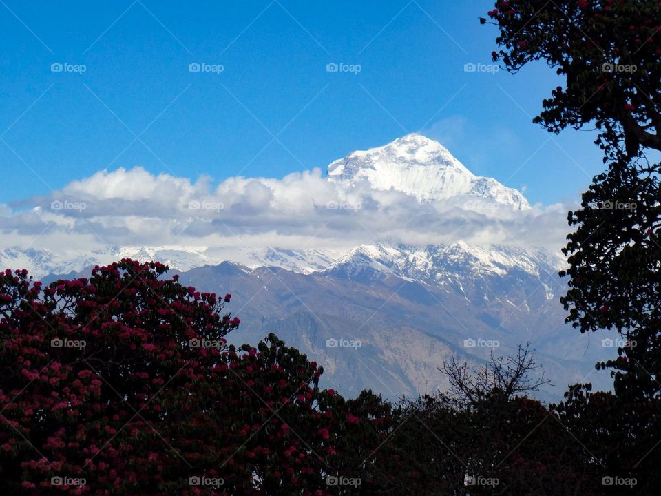 Mt. Dhaulagiri (8,127 m) as seen from the trail going to Annapurna Base Camp in Nepal.