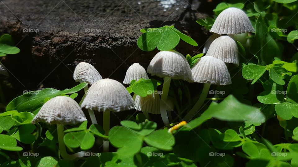 Little Mushrooms (coprinellus disseminatus)