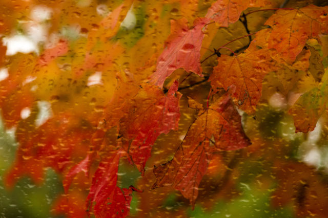 Rain in a fall day