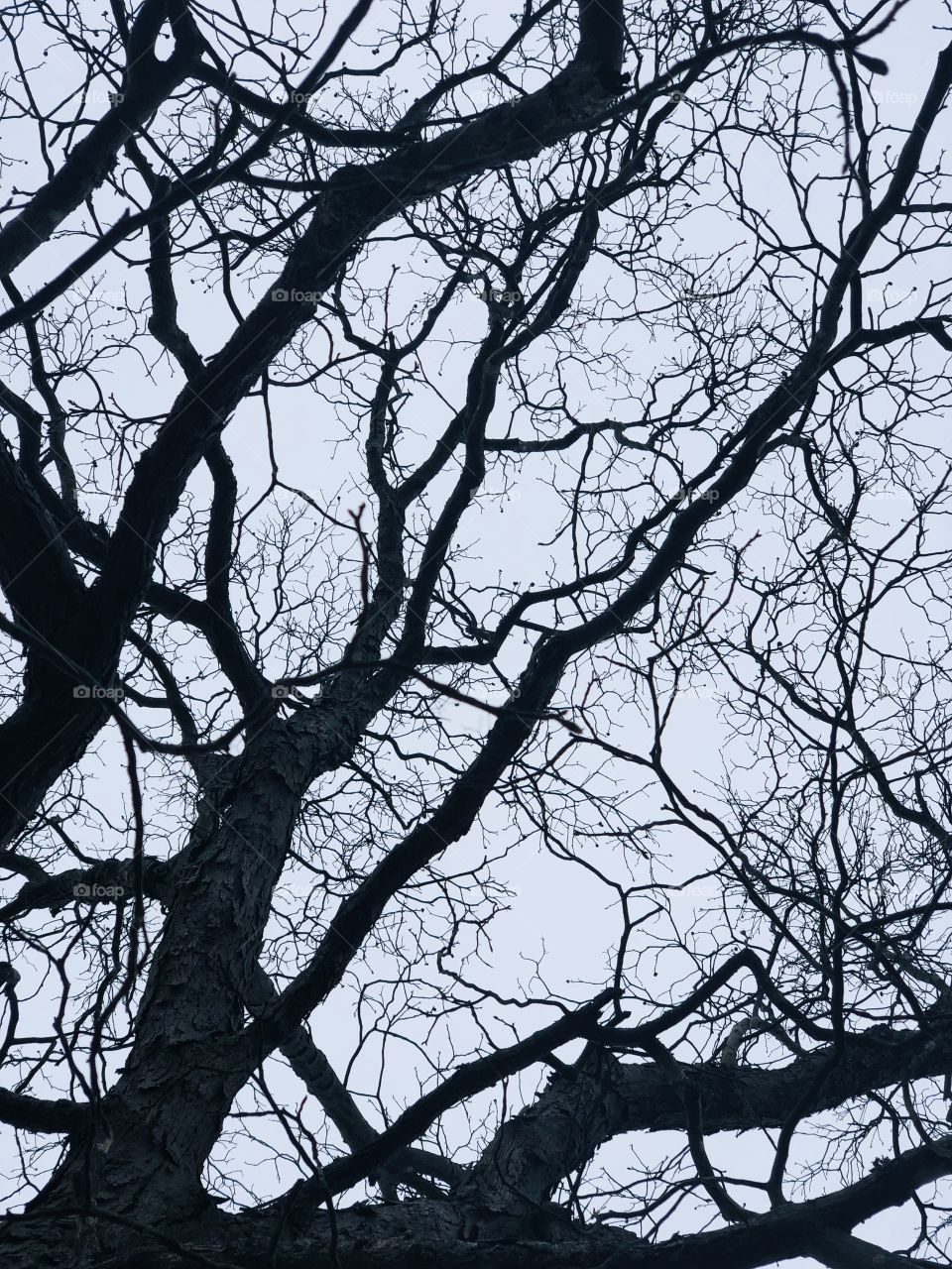 A thousand twigs 🌲