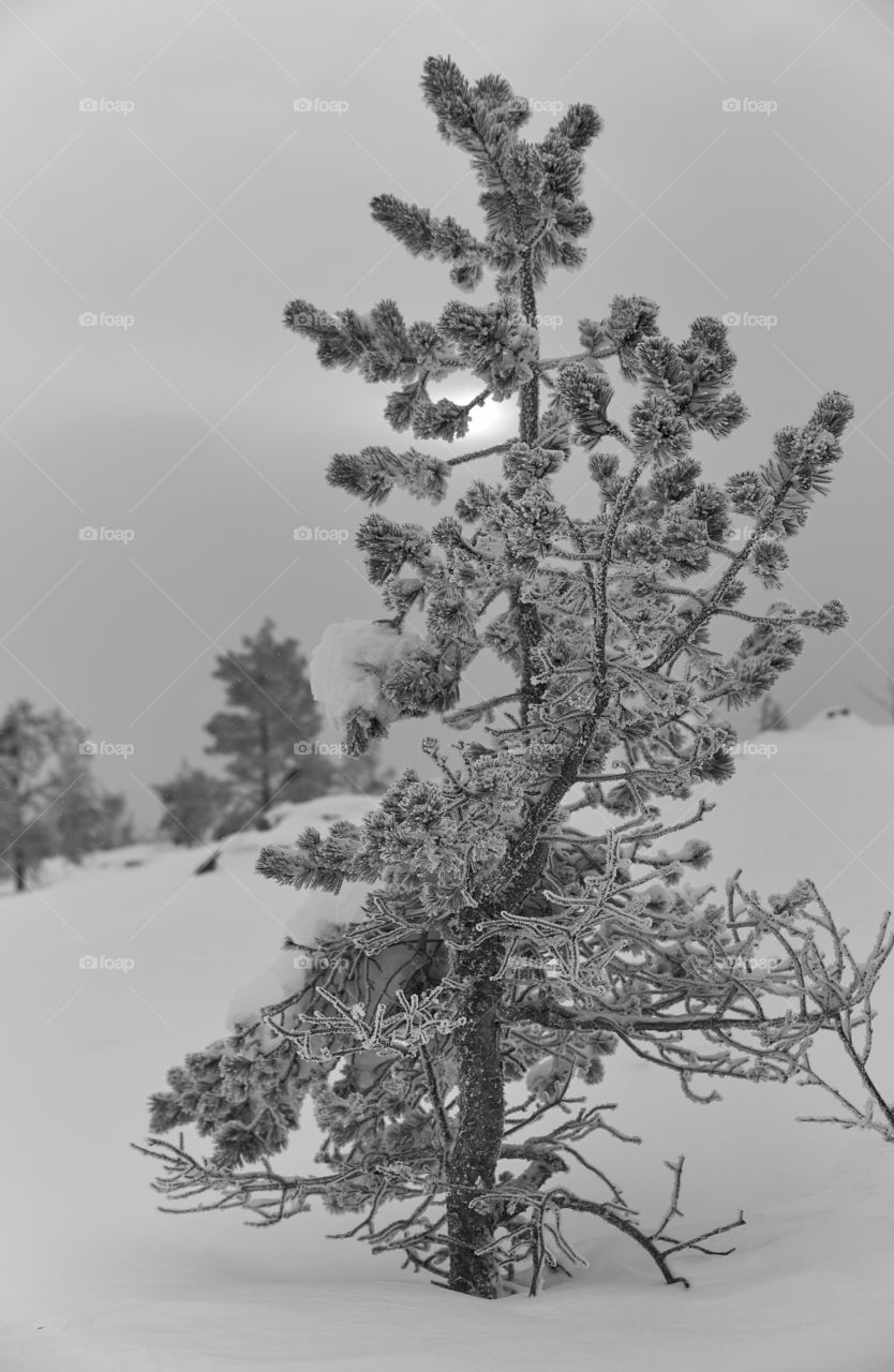 Icy and snowy pine tree on a fell in Lapland, Finland on cloudy winter afternoon.